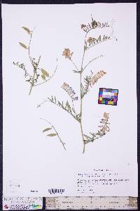 Vicia villosa var. varia image
