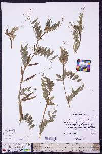 Vicia sativa subsp. nigra image