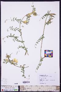 Image of Vicia grandiflora