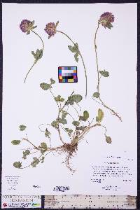 Image of Trifolium medium