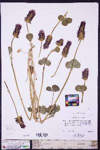 Image of Trifolium incarnatum