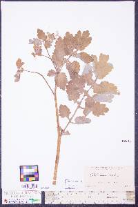 Chelidonium majus image