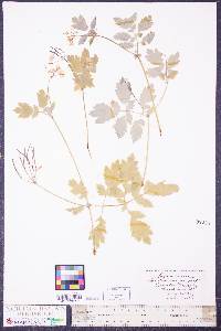 Chelidonium majus image