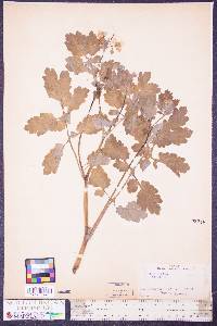 Chelidonium majus image