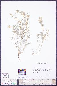 Corydalis flavula image