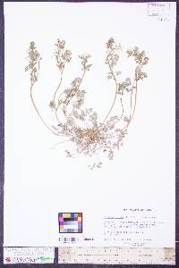 Corydalis flavula image