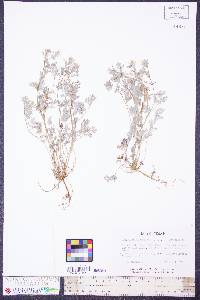 Corydalis flavula image