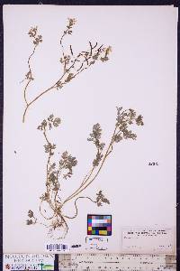 Corydalis flavula image