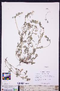 Corydalis flavula image