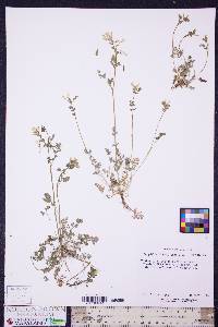 Corydalis flavula image