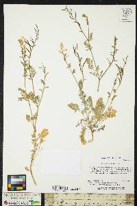 Corydalis flavula image