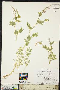 Capnoides sempervirens image