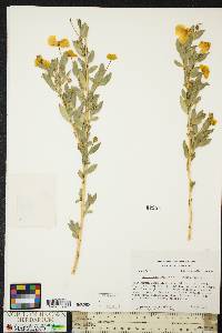 Dendromecon rigida subsp. rigida image