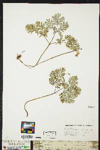 Dicentra canadensis image