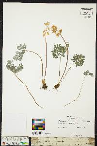 Dicentra cucullaria image