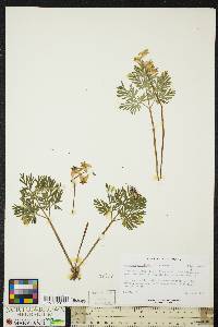 Dicentra cucullaria image