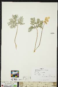 Dicentra cucullaria image