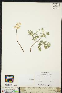 Dicentra cucullaria image