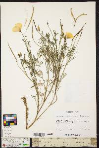 Eschscholzia californica image