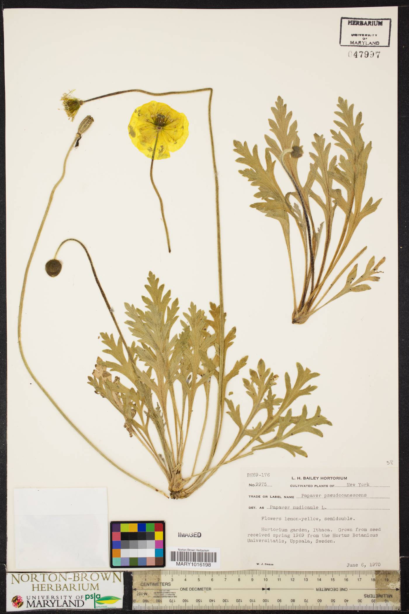 Papaver canescens image