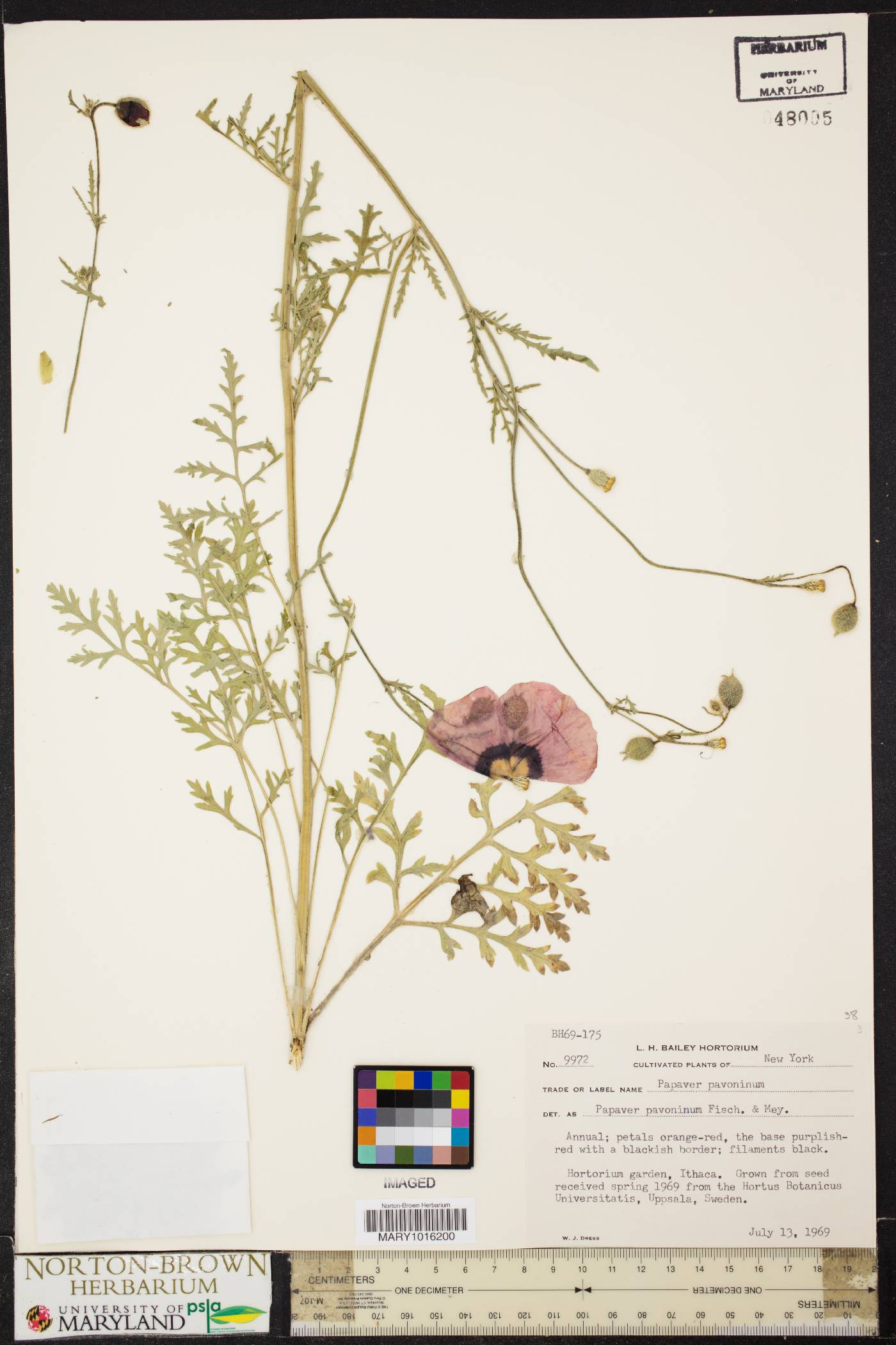 Papaver pavoninum image