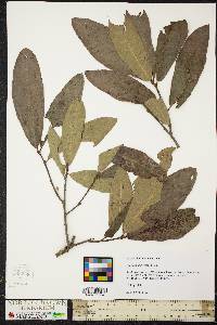 Quercus imbricaria image