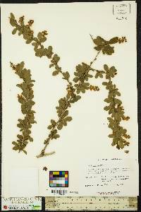 Berberis vulgaris image