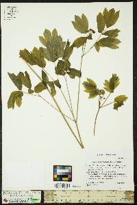 Caulophyllum thalictroides image