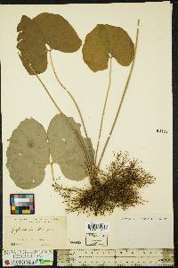 Jeffersonia diphylla image