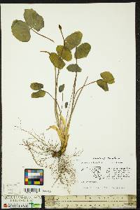 Jeffersonia diphylla image