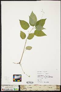 Circaea canadensis image