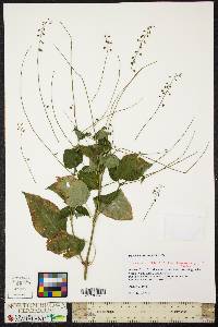 Circaea canadensis image