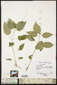 Circaea canadensis image