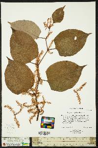 Reynoutria japonica image