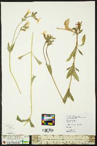 Silene latifolia image