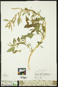 Amaranthus spinosus image