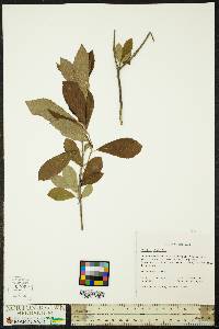 Clethra alnifolia image