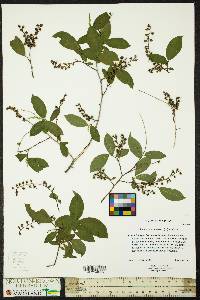 Leucothoe racemosa image