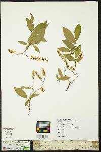 Leucothoe racemosa image