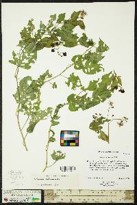 Solanum americanum image