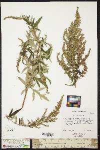 Artemisia vulgaris image