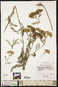 Achillea millefolium var. millefolium image