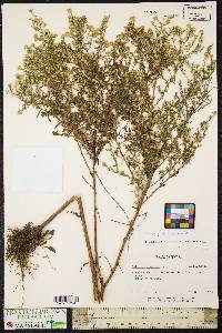 Symphyotrichum ericoides image