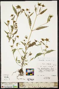 Bidens discoidea image