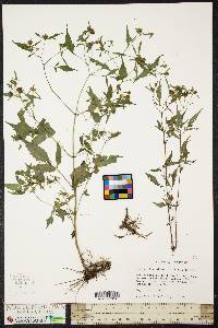 Bidens discoidea image