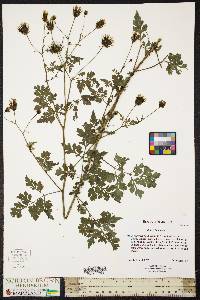 Bidens bipinnata image