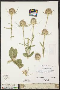 Dipsacus fullonum image