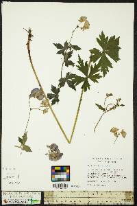 Aconitum uncinatum image