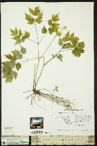 Actaea alba image