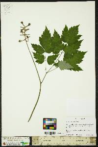 Actaea pachypoda image